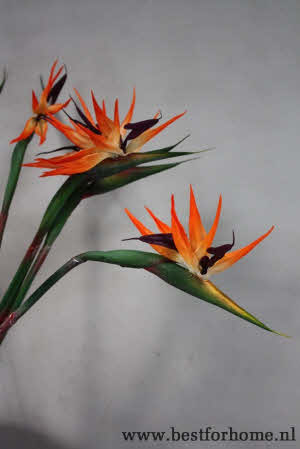 Bohemian Chic Paradijsvogelbloem Kunsttak Wereldse Strelitzia Kunstbloem NO 145 2